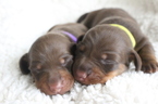 Small Photo #1 Dachshund Puppy For Sale in JACK, AL, USA
