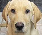 Small Photo #4 Labrador Retriever Puppy For Sale in AURORA, CO, USA
