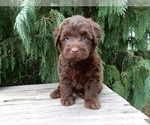 Small #3 Labradoodle