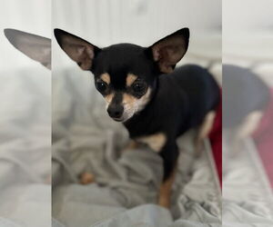 Chihuahua Dogs for adoption in Pacolet, SC, USA