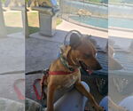 Small #1 Basenji Mix