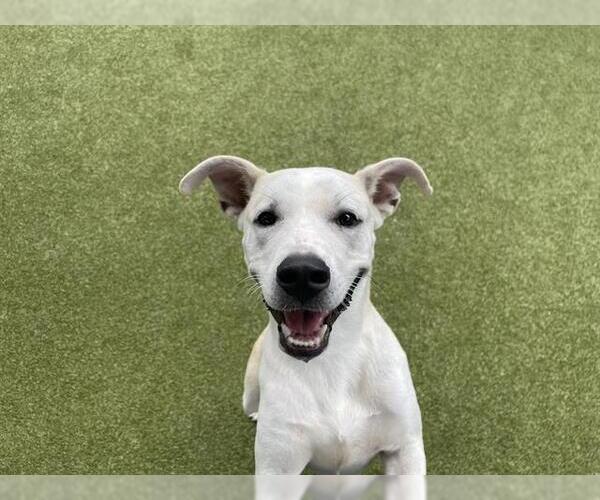 Medium Photo #1 American Staffordshire Terrier-Unknown Mix Puppy For Sale in Waco, TX, USA