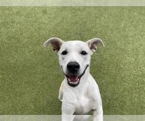 American Staffordshire Terrier-Unknown Mix Dogs for adoption in Waco, TX, USA