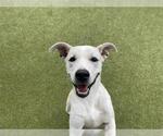 Small American Staffordshire Terrier Mix