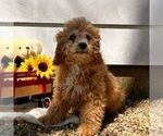Small #1 Cavapoo