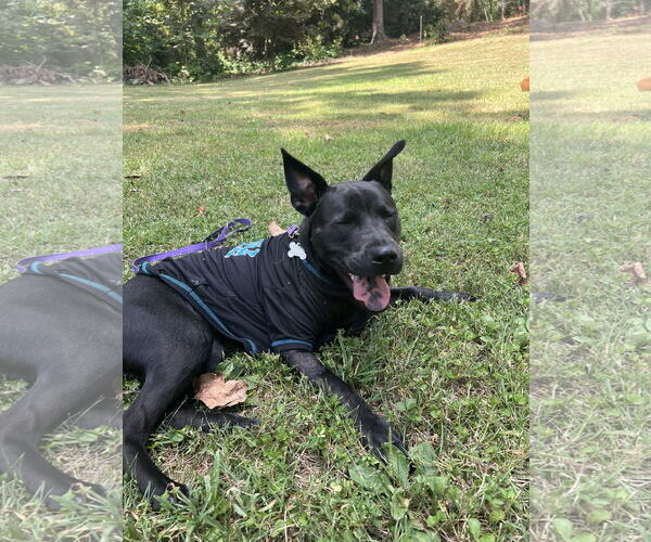 Medium Photo #21 Chinese Shar-Pei-Labrador Retriever Mix Puppy For Sale in Holly Springs, NC, USA