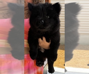 Chow Chow Puppy for sale in FAIRMONT, NC, USA