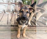 Small German Shepherd Dog