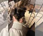 Small Photo #6 Shih Tzu Puppy For Sale in STOKESDALE, NC, USA