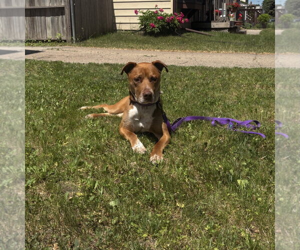 Medium Photo #9 Labrador Retriever-Unknown Mix Puppy For Sale in Fargo, ND, USA