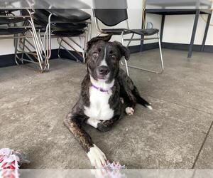 German Shepherd Dog-Plott Hound Mix Dogs for adoption in Berkeley , CA, USA