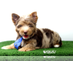 Small Photo #7 Yorkshire Terrier Puppy For Sale in KELLER, TX, USA