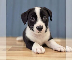 Medium Dachshund Mix