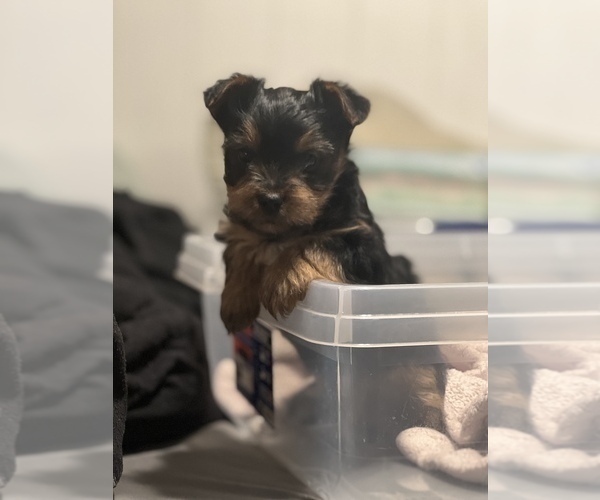 Medium Photo #2 Yorkshire Terrier Puppy For Sale in O FALLON, MO, USA