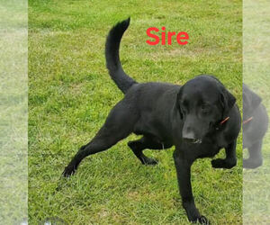 Father of the German Shorthaired Lab puppies born on 05/05/2025