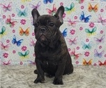 Small Photo #13 French Bulldog Puppy For Sale in BLAKESBURG, IA, USA