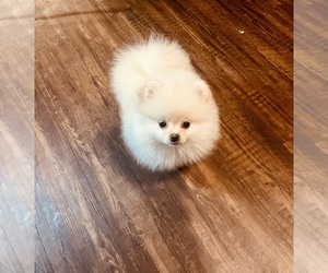 Pomeranian Puppy for sale in FORT WAYNE, IN, USA