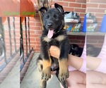 Small Photo #5 German Shepherd Dog Puppy For Sale in VIRGINIA BEACH, VA, USA