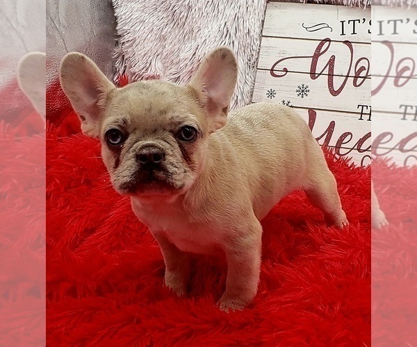 Medium Photo #1 French Bulldog Puppy For Sale in SANDY HOOK, KY, USA