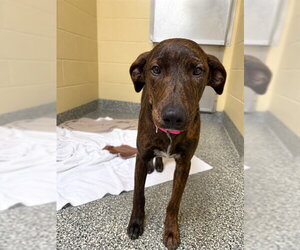 Labrador Retriever Dogs for adoption in Brewster, MA, USA