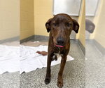 PLEAKLEY - Female Labrador Retriever Dog for Adoption - Small photo
