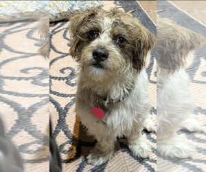 Norfolk Terrier-Unknown Mix Dogs for adoption in Rockaway, NJ, USA