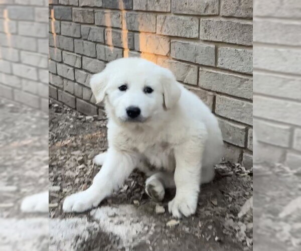Medium Photo #2 Great Pyrenees Puppy For Sale in Harrison, AR, USA