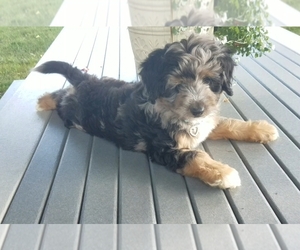 Aussiedoodle Miniature  Puppy for sale in ODON, IN, USA