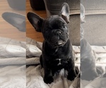 Small #7 French Bulldog