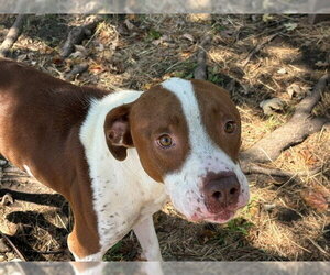 HUNTER - Male Mutt Dog for Adoption - Photo #2