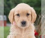 Small #3 Golden Retriever