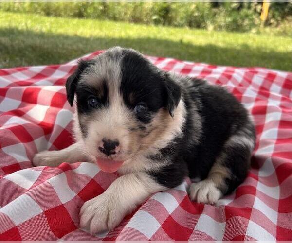 Medium Photo #3 Australian Shepherd Puppy For Sale in JEROMESVILLE, OH, USA