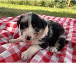 Small #2 Australian Shepherd