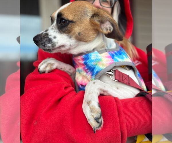 Medium Photo #8 Rat-Cha Puppy For Sale in Grafton, WI, USA