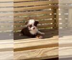 Small Photo #11 Australian Shepherd-Poodle (Toy) Mix Puppy For Sale in SPENCER, TN, USA