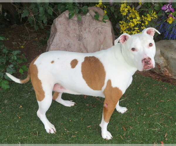 Medium Photo #1 Bulldog-Unknown Mix Puppy For Sale in Oklahoma City, OK, USA