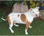 Small Bulldog Mix