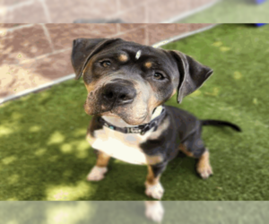 American Pit Bull Terrier-Staffordshire Bull Terrier Mix Dogs for adoption in Princeton, MN, USA