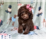 Small #5 Cavapoo (Miniature)