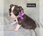 Small #4 Boston Terrier
