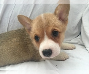 Pembroke Welsh Corgi Puppy for sale in RAMONA, OK, USA