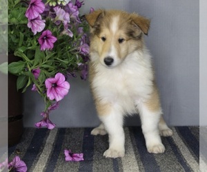 Collie Puppy for sale in FREDERICKSBURG, OH, USA