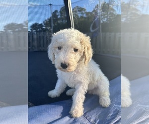 Goldendoodle Puppy for sale in HINESVILLE, GA, USA