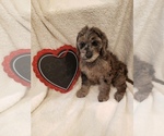 Small Photo #38 Goldendoodle-Sheepadoodle Mix Puppy For Sale in ROCHESTER, NY, USA