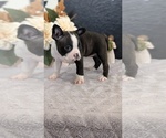 Small Photo #47 Boston Terrier Puppy For Sale in GOSHEN, IN, USA