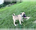 Puppy 1 Akita-Black Mouth Cur Mix