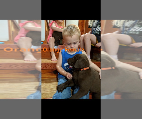 Medium Photo #7 Labrador Retriever Puppy For Sale in BRADLEYVILLE, MO, USA