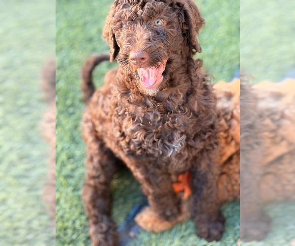 Medium Photo #2 Poodle (Standard) Puppy For Sale in APACHE JUNCTION, AZ, USA