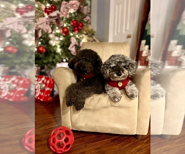 Medium Photo #1 Poodle (Miniature) Puppy For Sale in INDIANOLA, MS, USA