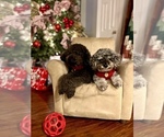 Small Photo #1 Poodle (Miniature) Puppy For Sale in INDIANOLA, MS, USA